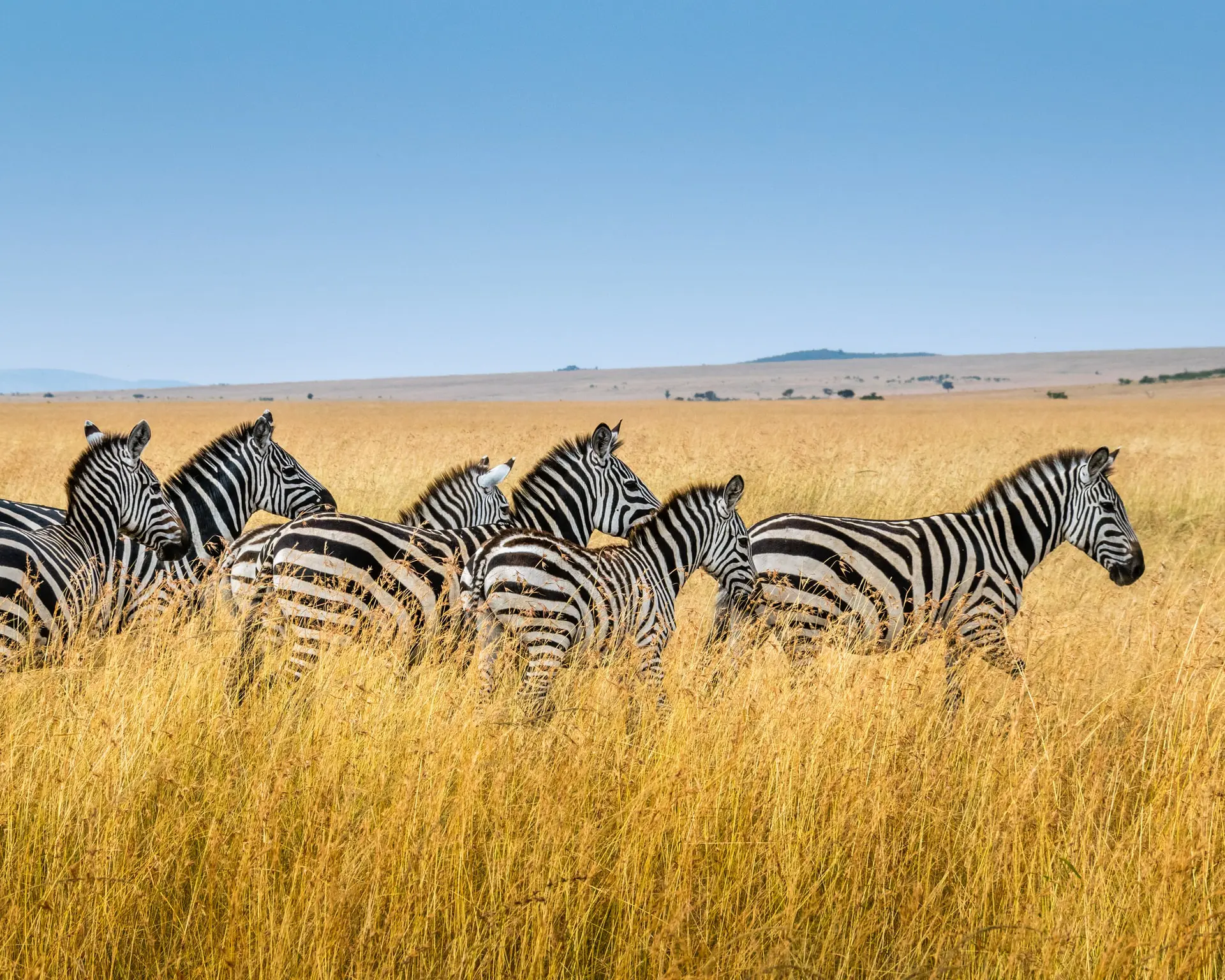 Masai Mara