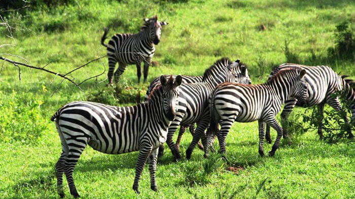 Trek Mt Kenya Tours