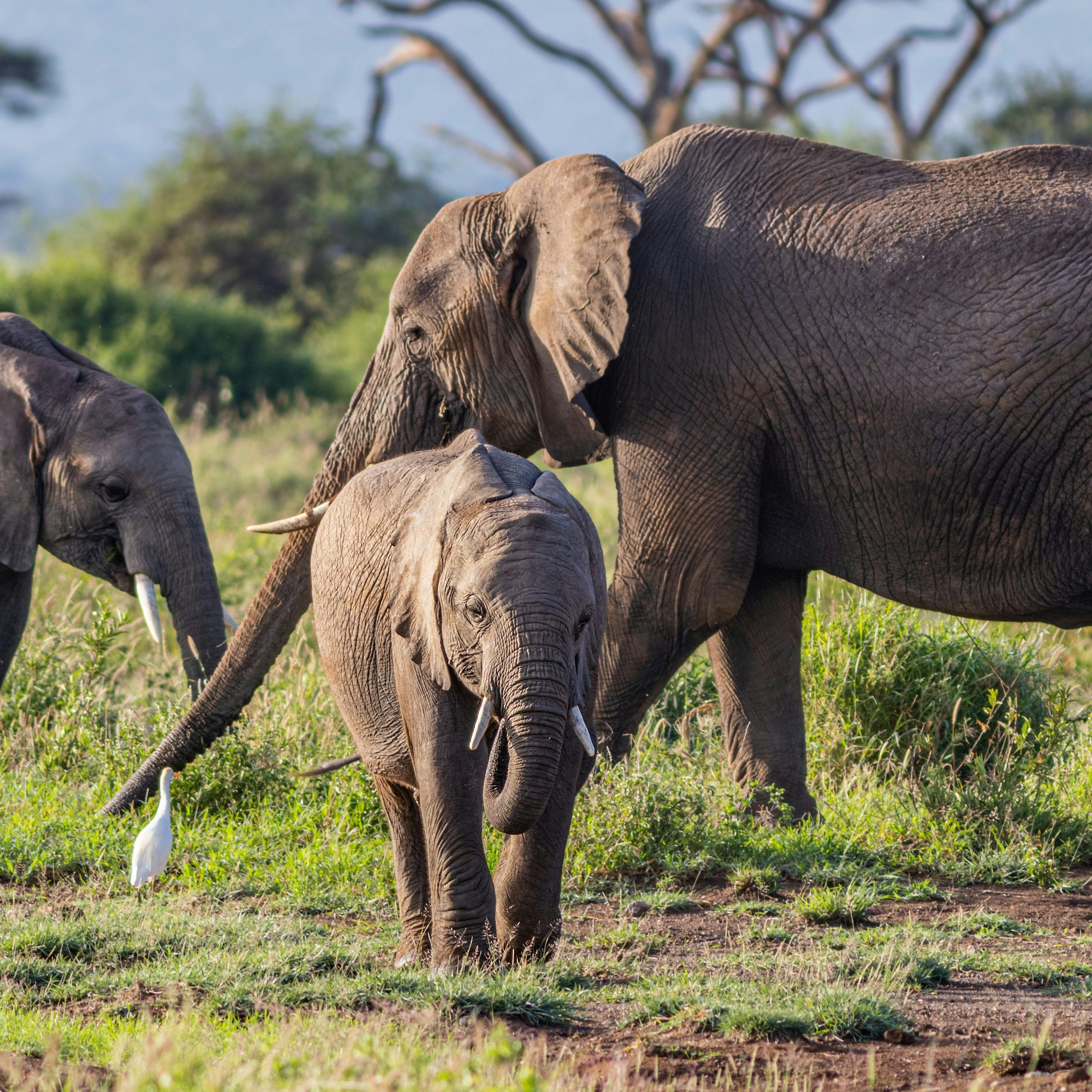 Amboseli