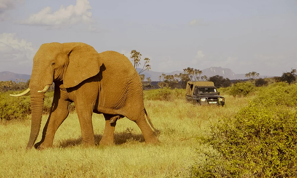 Trek Mt Kenya Tours